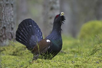 Western Capercaillie (Tetrao urogallus), Wood Grouse, Heather Cock calling during courtship display