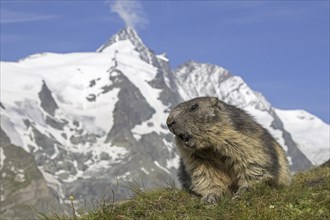 Alpine marmot (Marmota marmota) calling in front of the snow covered mountain Grossglockner, Hohe