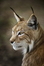 Eurasian lynx (Lynx lynx), northern lynx portrait, captive in Sababurg Zoo, Hofgeismar,