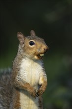 Grey squirrel (Sciurus carolinensis) adult animal with a hazelnut in its mouth, Suffolk, England,