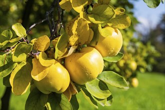 The quince is the only plant species of the genus Cydonia and belongs to the sub-tribe of the pome