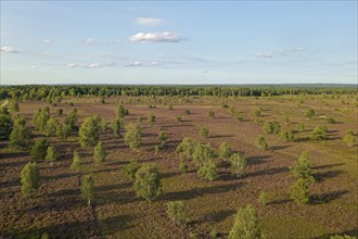 Aerial view of the Osterheide during the heath blossom in the Lüneburg Heath. Schneverdingen, Lower