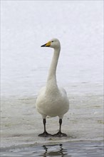 Whooper swan (Cygnus cygnus) standing on ice of frozen pond in winter