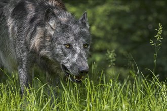 Black Northwestern wolf, Mackenzie Valley wolf (Canis lupus occidentalis), Alaskan timber wolf,