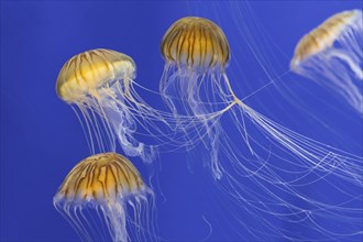 Bloom of Japanese sea nettles (Chrysaora pacifica) group of jellyfish swimming underwater