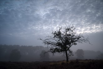 Tree and cloudy sky, in front of sunrise, Westruper Heide, Haltern, North Rhine-Westphalia,