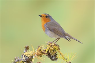 European robin (Erithacus rubecula) wildlife, sitting on larch branch in autumn, animals, birds,