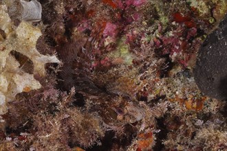 Well camouflaged tompot blenny (Parablennius gattorugine) in the Mediterranean Sea near Hyères.