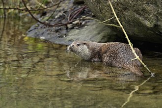 European otter (Lutra lutra), female sitting on a stone on the bank of a pond, Captive,