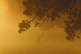 Red deer (Cervus elaphus) stag silhouette with large antlers under oak tree in thick early morning