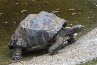 Aldabra giant tortoise (Aldabrachelys gigantea) (Testudo gigantea) native to the islands of the