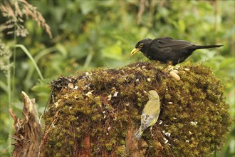 Blackbird (Turdus merula) and greenfinch (Chloris chloris) at the summer feeding site, AllgÃ¤u,