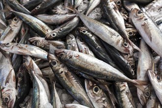 Herring (Clupeidae), fish market, market hall Mercado dos Lavradores, Funchal, Madeira Island,