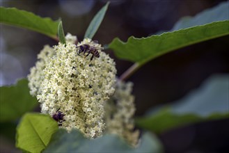 Flowering Japanese knotweed (Reynoutria japonica) with honeybee, Apis), Bavaria, Germany, Europe