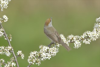 Blackcap (Sylvia atricapilla), female, sitting in flowering blackthorn (Prunus spinosa), animals,