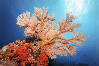 Red sea fan (Melithaea) gorgonian with open polyps in backlight on coral reef, Great Barrier Reef,