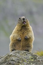 Alarmed Alpine marmot (Marmota marmota) standing up and calling from rock in the mountains, Hohe