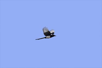 Eurasian magpie (Pica pica), common magpie in flight against blue sky