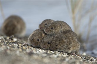 Common voles (Microtus arvalis) (Microtus arvensis) huddling together on dyke and seeking refuge at