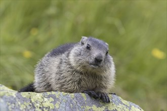 Alpine marmot (Marmota marmota) juvenile on rock in alpine pasture in summer, Hohe Tauern National