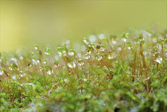 Moss, spore capsules with raindrops, Moselle, Rhineland-Palatinate, Germany, Europe