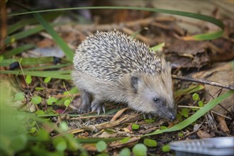 Hedgehog mother with young in the living environment of humans. A near-natural garden is a good