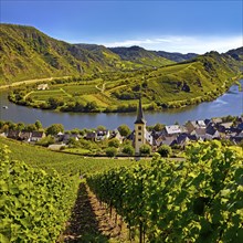 Moselle loop with vineyards and Saint Laurentius Church from the Bremmer Calmont via ferrata,