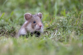 European hamster (Cricetus cricetus) in a meadow, young looking out of burrow, Vienna, Austria,