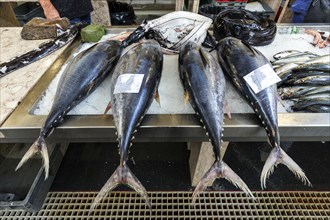 Tuna, fish market, market hall Mercado dos Lavradores, Funchal, Madeira Island, Portugal, Europe