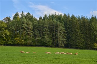 Pasture, herd of cows, meadow, forest, sky, clouds, autumn, Oberzent, Odenwald, Hesse, Germany,