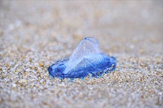 Sea (Velella velella) raft jellyfish lying on the sand on a beach, near Tarragona, Catalonia,