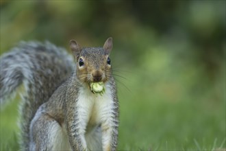 Grey squirrel (Sciurus carolinensis) adult animal with a hazelnut in its mouth, Suffolk, England,