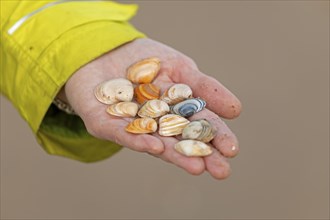 Shells collected on the beach, Hand, Westende, Middelkerke, Belgium, Europe