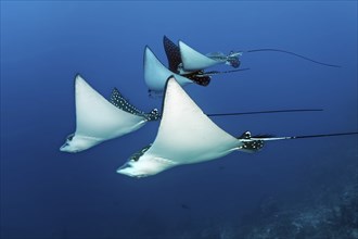 Group of Spotted Eagle Ray (Aetobatus narinari) swimming over coral reef, Great Barrier Reef,