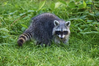 Raccoon (Procyon lotor), in meadow in forest, Hesse, Germany, Europe