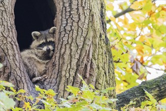 Raccoon (Procyon lotor) looking out of its tree den, autumnal ambience, Hesse, Germany, Europe