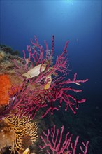 Two specimens of egg capsule of nursehound (Scyliorhinus stellaris) on violescent sea-whip