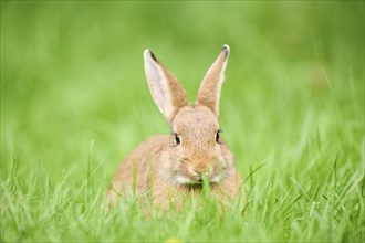 Domesticated rabbit (Oryctolagus cuniculus forma domestica) sitting on a meadow, Bavaria, Germany,