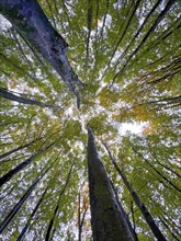 Autumn leaves, autumn atmosphere, colourful leaves, beech forest, view of the treetops, golden