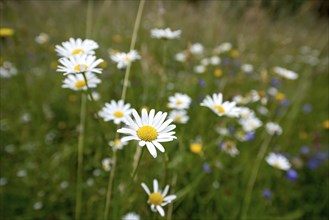 Flowering marguerites (Leucanthemum) and grasses in a wild, natural flower meadow, Germany, Europe