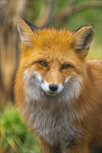 Close-up of a red fox face with curious expression and green background, Germany, Europe