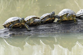 Red-eared slider turtles (Trachemys scripta elegans, Pseudemys scripta elegans) on a branch in a