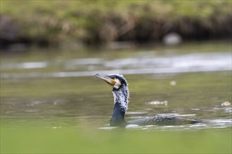 Great Cormorant (Phalacrocorax carbo) in its plumage, swimming, Hesse, Germany, Europe