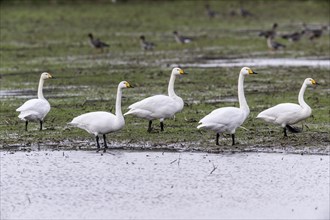 Whooper swans (Cygnus cygnus), Emsland, Lower Saxony, Germany, Europe