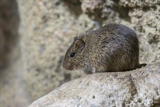 Hispid cotton rat (Sigmodon hispidus) rodent native to South America, Central America, and southern