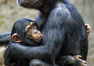 Animal portrait, western chimpanzee (Pan troglodytes verus) suckling her young, captive,