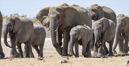 Herd of african elephant (Loxodonta africana), mother with young, on the way to the waterhole,