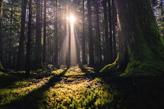 Rays of sunlight penetrate the foggy forest and illuminate the moss, Unterhaugstett, Black Forest,