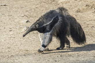 Giant anteater (Myrmecophaga tridactyla), ant bear insectivore native to Central and South America