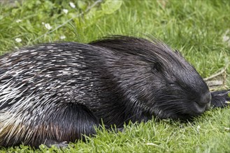 Crested porcupine (Hystrix cristata) native to Italy, North Africa and sub-Saharan Africa